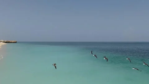 Seagulls flying Stock Footage 260721490