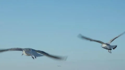 Seagulls flying Stock Footage 299816746