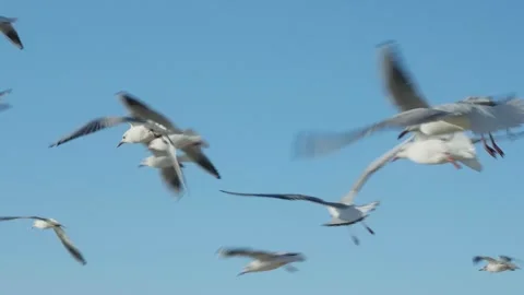 Seagulls flying Stock Footage 299816915