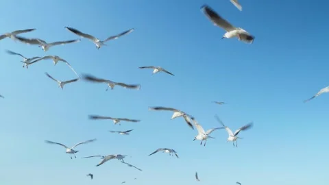Seagulls flying Stock Footage 299817006