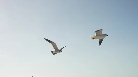 SEAGULLS FLYING Vidéo 300053819