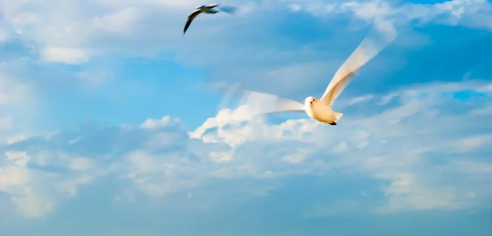 Seagulls Flying front of fluffy white cloudy sky. Foto stock