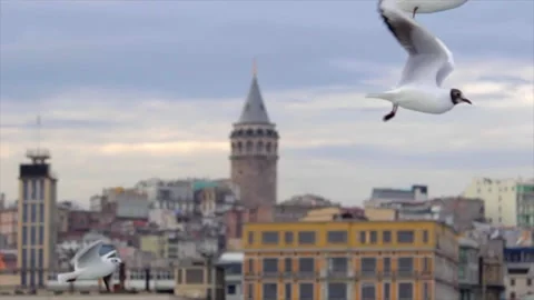 Seagulls Flying in front of the Galata Tower İstanbul Stock Footage 152952132