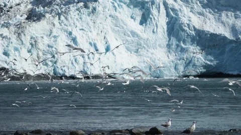 Seagulls flying with glacier 스톡 동영상 96053687