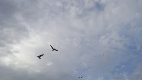 Seagulls Flying on Grey Cloudy Sky Stock Footage 98959410
