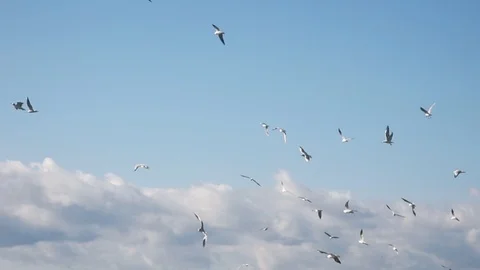 Seagulls  Flying In Group On Blue Sky Stock Footage 124704768
