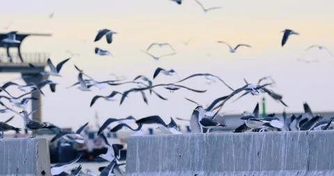 Seagulls flying in the harbor 4k video Stock Footage 263316529