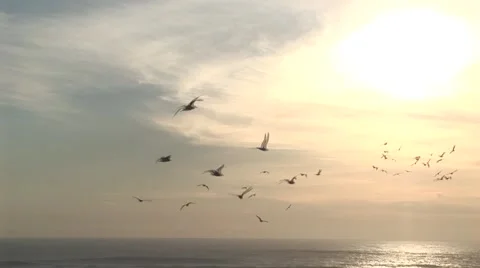 Seagulls flying in hazy sundown Stock Footage 57652375
