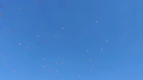 Seagulls Flying High in the Blue Clear Sky Stock Footage 276712022