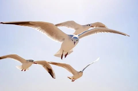Seagulls Flying High Stock Photos
