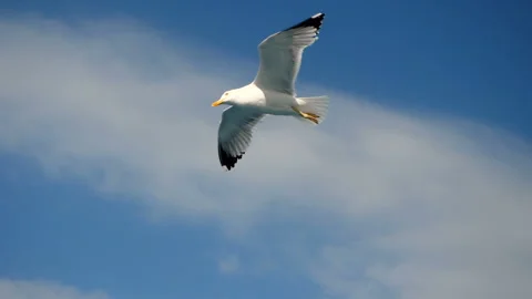 Seagulls flying high in the sky over Mediterranean sea. Greece. Slow motion. HD Stock Footage 112714130