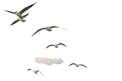 Seagulls flying isolated on white background. Stock Photos