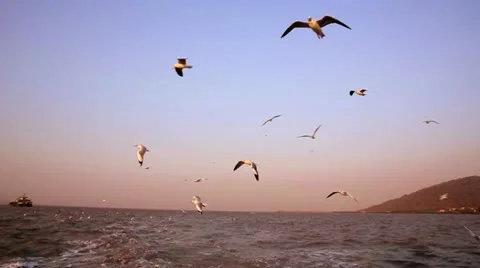 Seagulls flying left behind a small nautical vessel at sea Stock Footage 23340124