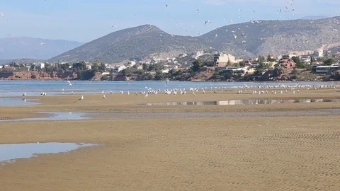 Seagulls flying at a low tide beach called Liani Ammos in Chalcis Euboea Greece Video stock 107477235