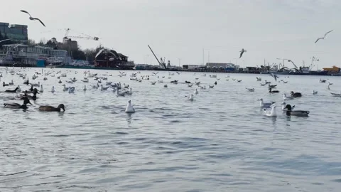 Seagulls flying near beach in a cloudy day 4k Stock Footage 145404889