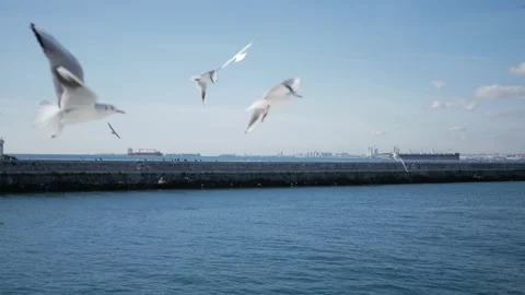 Seagulls flying next to ferry in the Bosphorus canal in Istanbul Video stock 134910932
