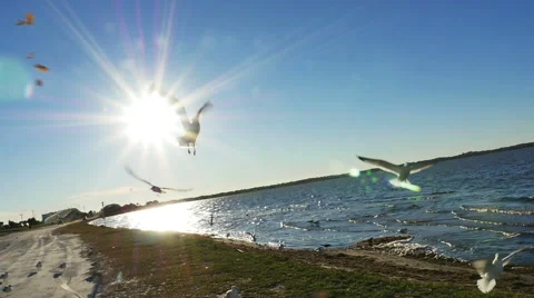 Seagulls Flying Next to Ocean with Sun Flare Blue Skies in Slow Motion Stock Footage 61452843
