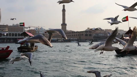 Seagulls Flying next to small boats in Dubai Creek Stock Footage 327981033