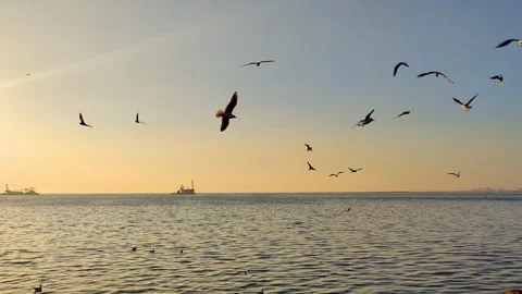 Seagulls Flying on the Ocean Beach and Ships on the Skyline Stock Footage 252000883