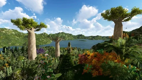Seagulls flying over baobab trees Stock Footage 105398962