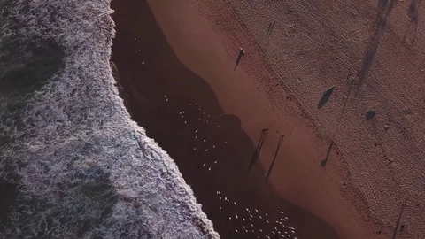 Seagulls flying over the beach. Stockbeeldmateriaal 82227106