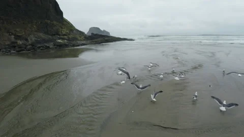 Seagulls flying over a beach Stock Footage 154920246