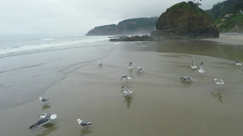 Seagulls flying over a beach Stock Footage 154924006