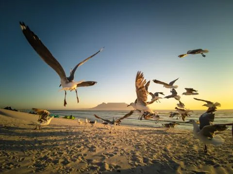 Seagulls flying over beach with table mountain in background Stock Photos