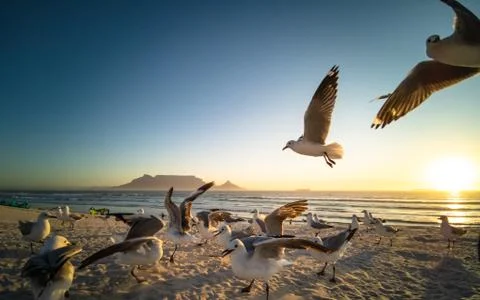Seagulls flying over beach with table mountain in background Stock Photos