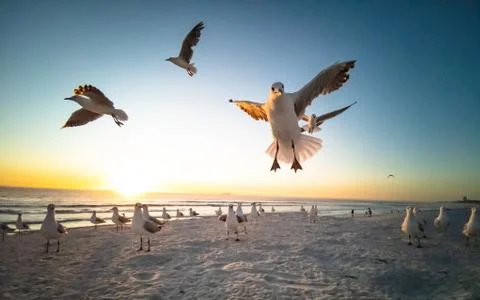 Seagulls flying over beach with table mountain in background Stock Photos