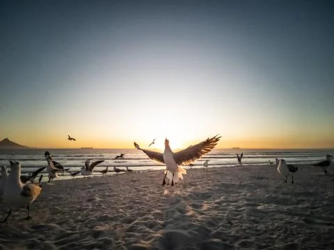 Seagulls flying over beach with table mountain in background Stock Photos