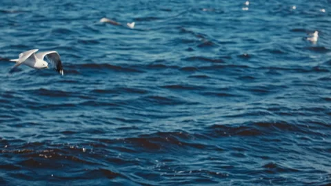 Seagulls flying over the blue river Stock-Footage 114958360