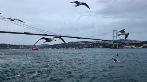 Seagulls flying over Bosphorus with Bridge background in Istanbul, Turkey Stock Footage 329510532