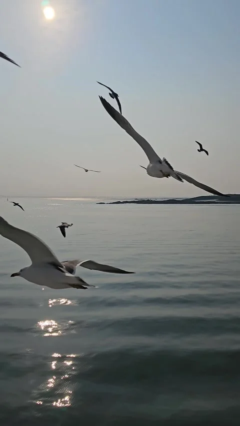 Seagulls Flying Over Calm Ocean with Sunlight Reflection, Long Shot 4K Vídeos de archivo 330166454