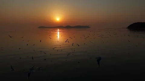 Seagulls Flying Over Calm Ocean Waters During A Golden Sunset At The Seaside Stock Footage 342242435