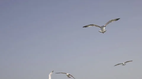 Seagulls Flying Over Clear Sky 動画素材 321670580