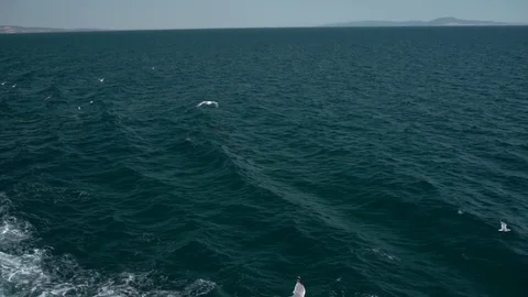 Seagulls Flying Over Dark Blue Waves 4K Stock Footage 76517302