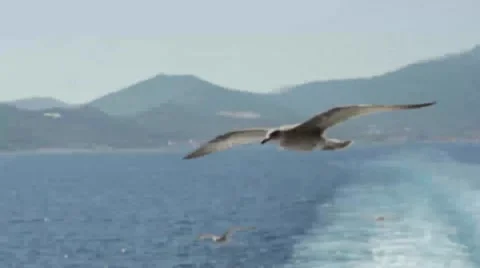Seagulls Flying Over Ferry Stock Footage 65879895