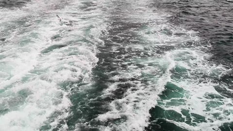 Seagulls Flying Over Ferry Wake in Bosphorus Istanbul Stock Footage 329895076