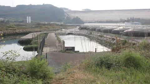 Seagulls flying over fish farm pools with Alcoa bauxite residue dam in San C Stock-Footage 334898569