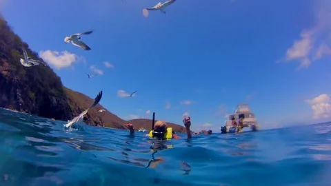 Seagulls Flying Over Fish Stock Footage 76912581