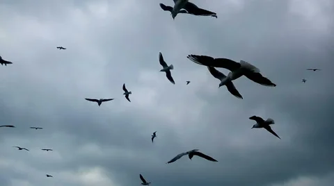 Seagulls flying over the gray sky Stock-Footage 63144548