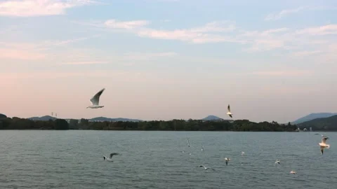 Seagulls flying over the lake at sunset Stock Footage 236192109