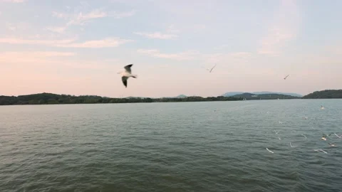 Seagulls flying over the lake at sunset Stock Footage 236195224