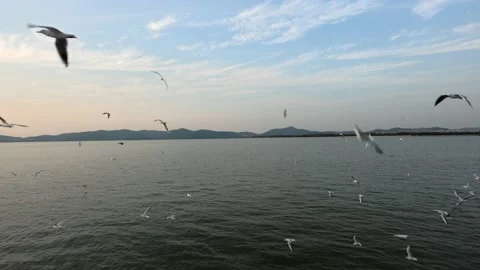 Seagulls flying over the lake at sunset Stock Footage 236202230