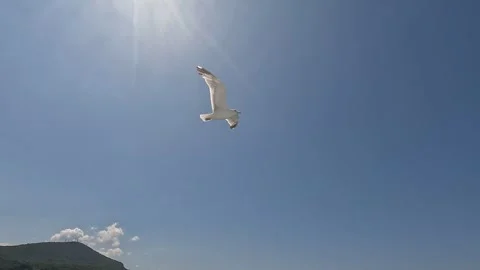 Seagulls Flying Over Mediterranean Blue Waters Coastal Mountains Scenic Natural  Stock Footage 314433516