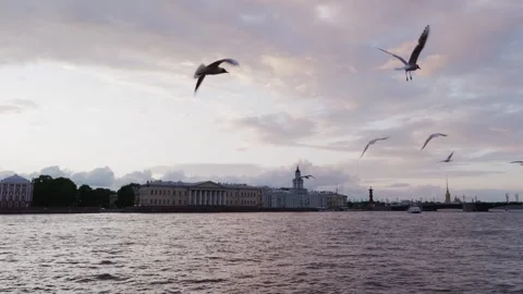 Seagulls flying over Neva River with historic architecture, St Petersburg Stockbeeldmateriaal 339489022