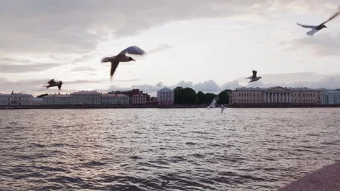 Seagulls flying over Neva River with historic Petersburg waterfront skyline Stock Footage 345700326