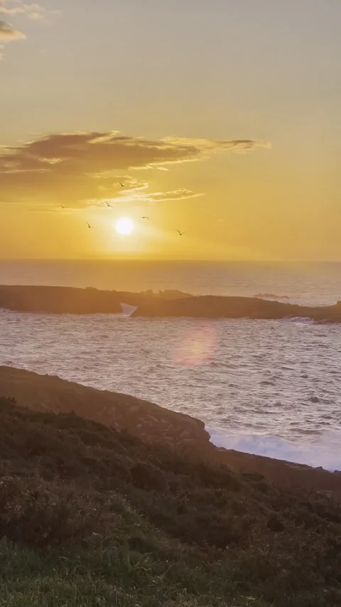 Seagulls flying over the ocean during a golden sunset Stock Footage 334807587