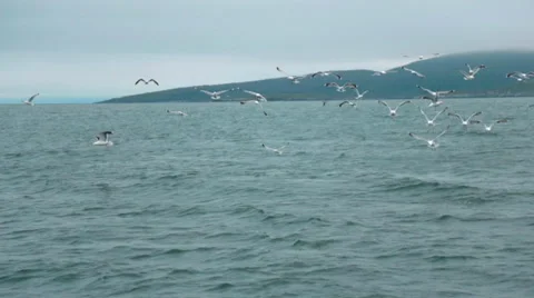 Seagulls flying over ocean Stock Footage 41802963